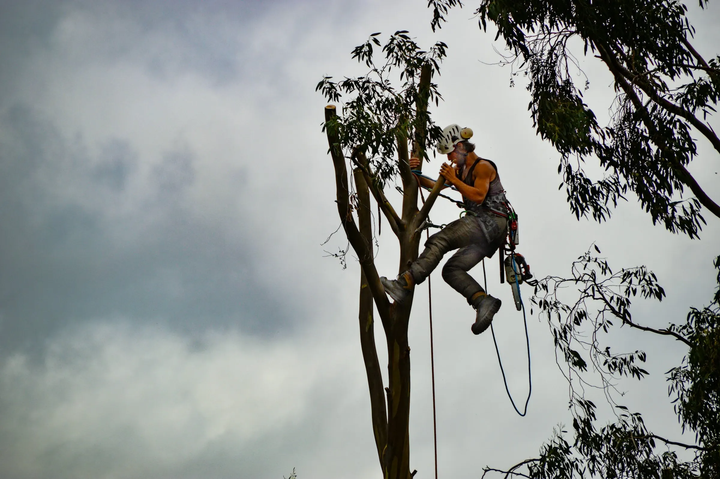 Arborist roped in high in a eucalyptus tree removing limbs