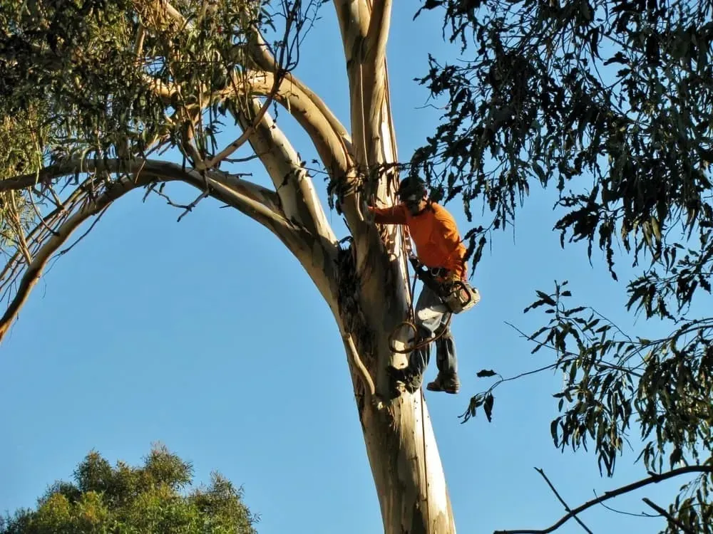 Arborist climbing a tall gum tree on the Mid North Coast