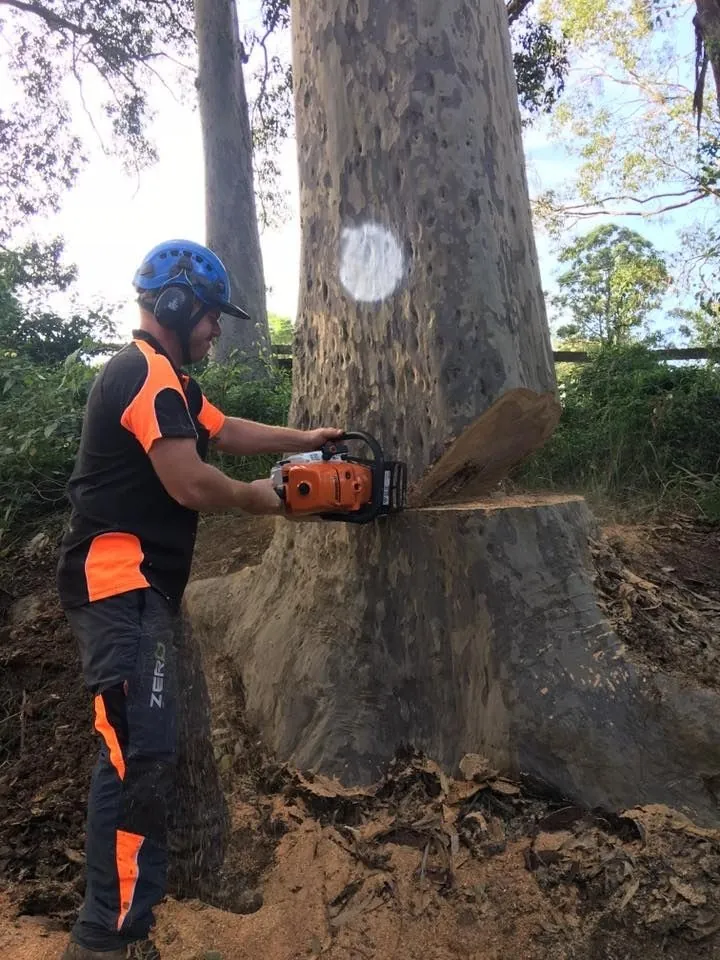 Ability Tree Service arborist felling a large gum tree