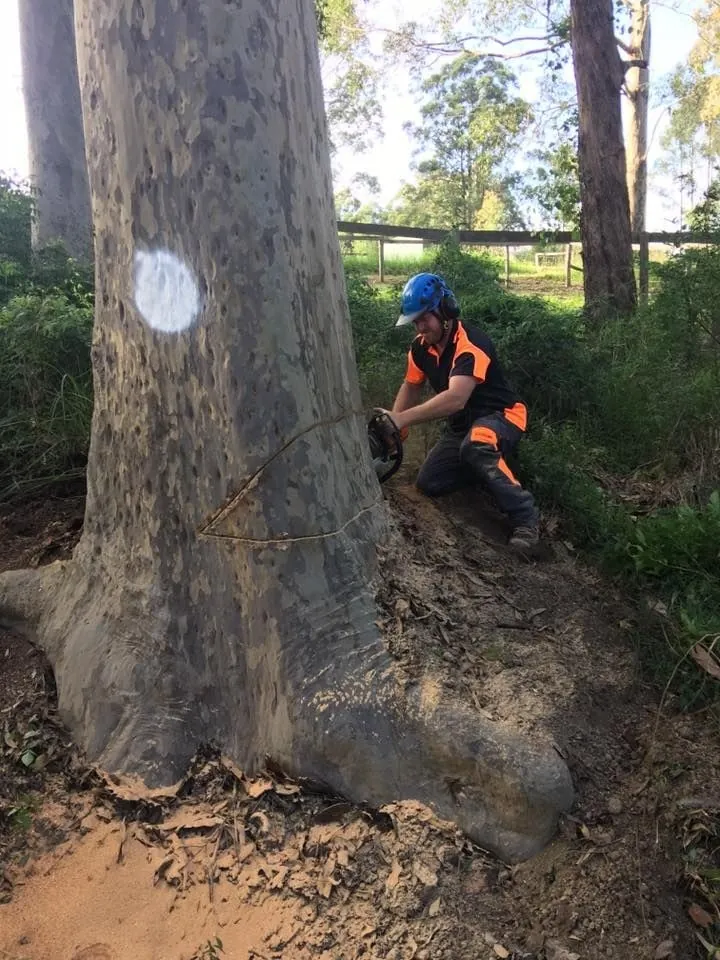 Ability Tree Service crew cutting a large tree trunk