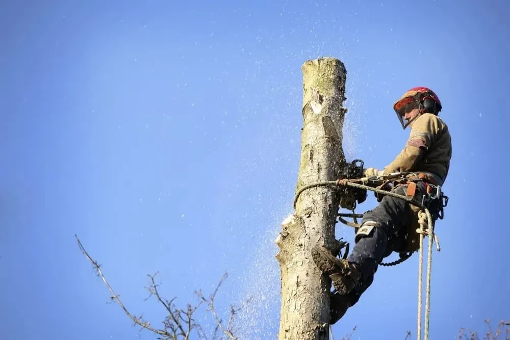 Arborist roped in on a tall trunk during removal