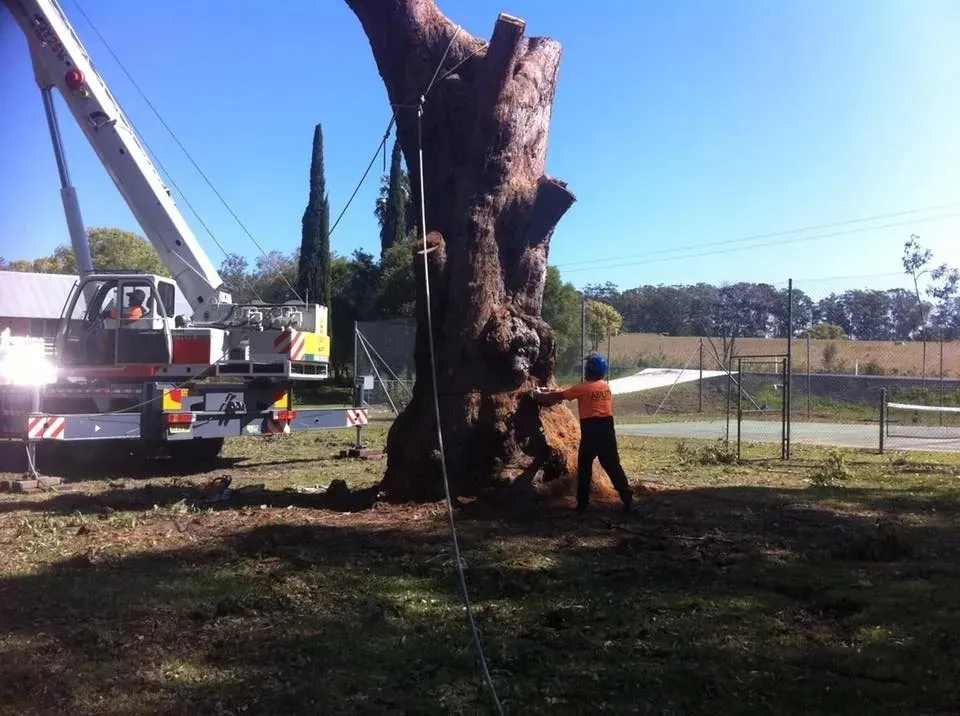 Ability Tree Service crane removing a large dead tree