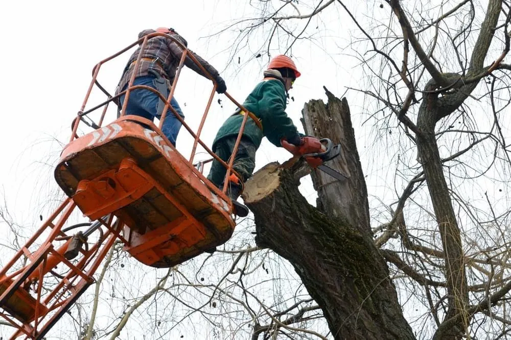 Arborists making a storm damaged tree safe from an elevated platform