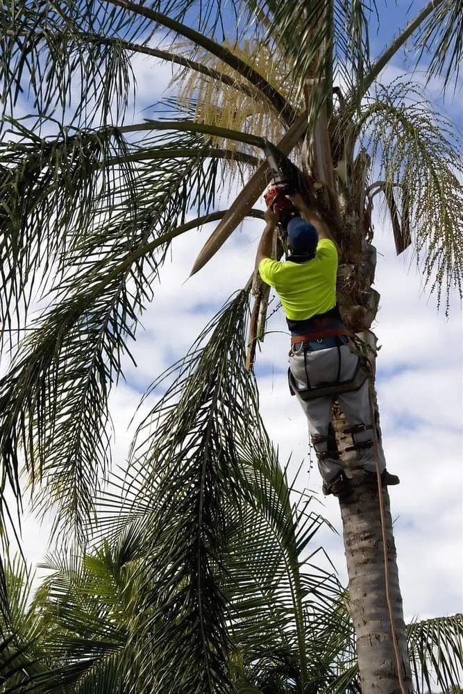 Arborist climbing a palm tree for removal