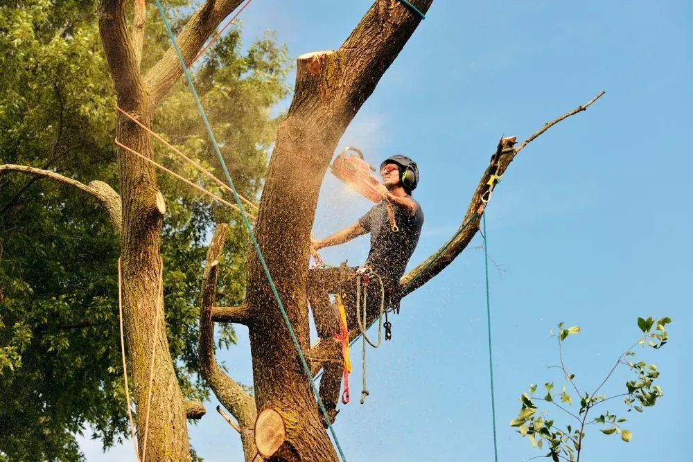 Climber dismantling a tree in sections