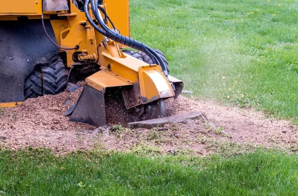 Stump grinder removing a tree stump below ground