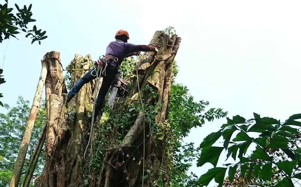Climber removing a tree in sections