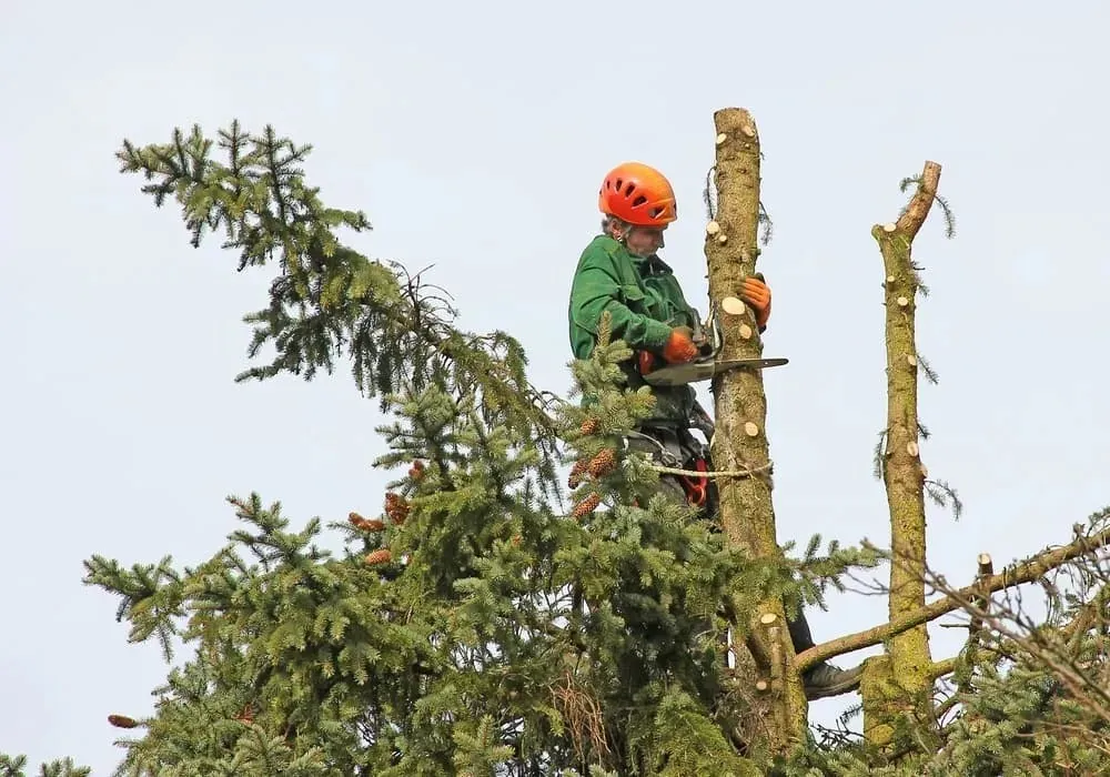 Arborist pruning a tall pine tree