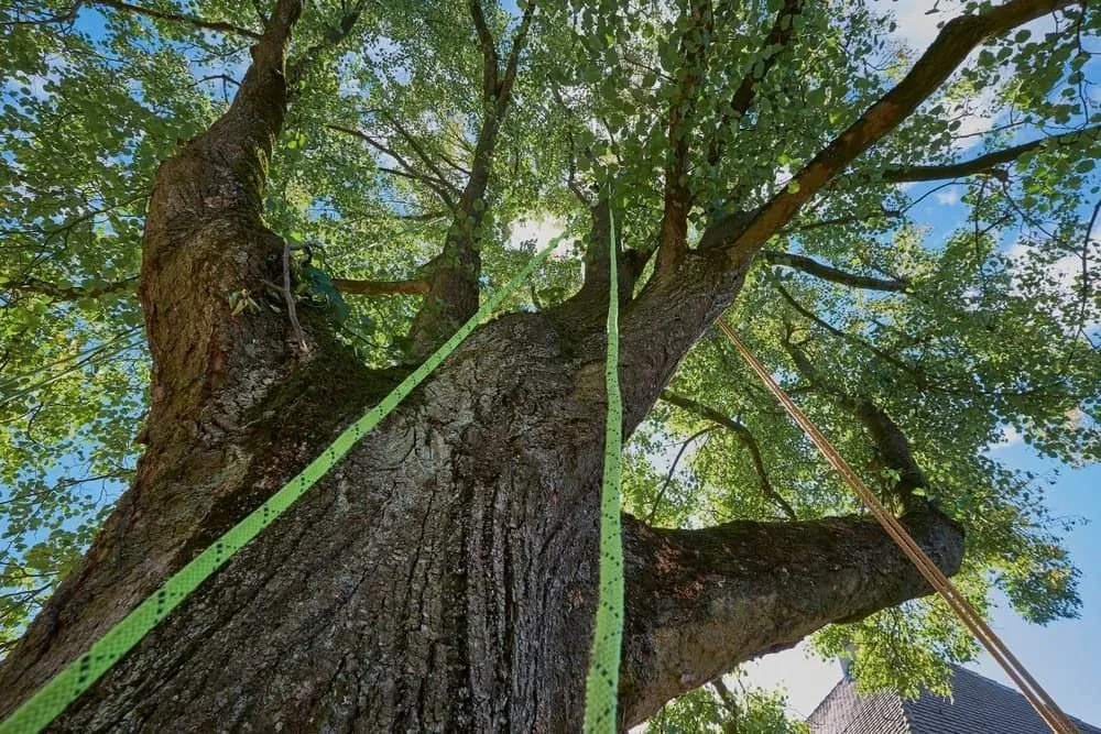 Rigging ropes set up in a large tree